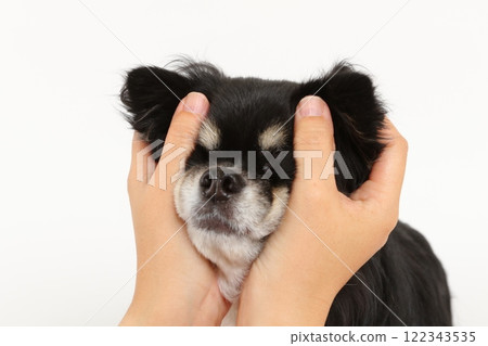 The moment he holds a black and tan Chihuahua in his hands and makes a funny face The moment he holds a black and tan Chihuahua in his hands and makes a funny face 122343535
