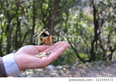 Yamagara Yamagara 122343572