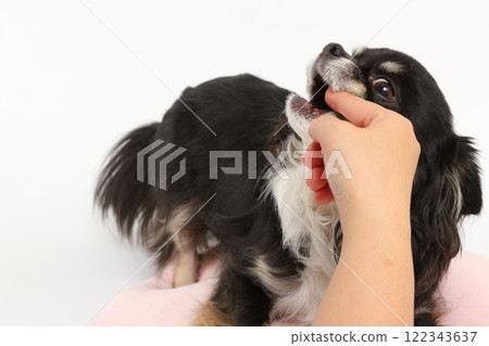 Bitten by a black and tan chihuahua Bitten by a black and tan chihuahua 122343637