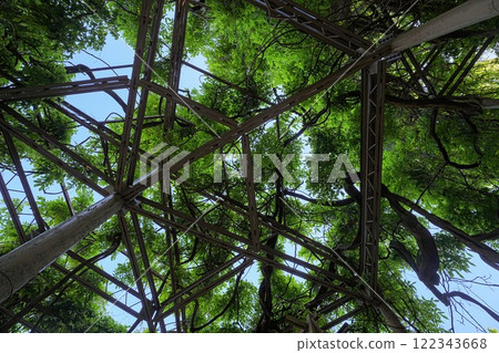 Wisteria of Fujishima Wisteria of Fujishima 122343668