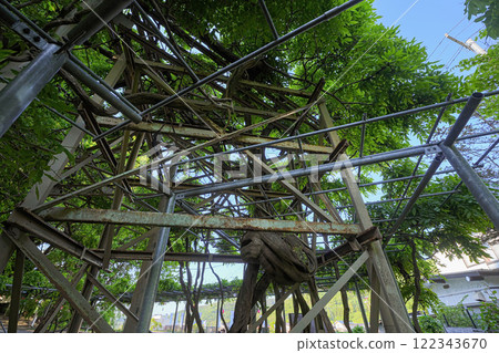 Wisteria of Fujishima Wisteria of Fujishima 122343670