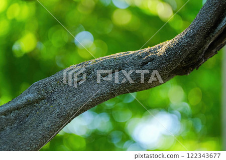 Wisteria of Fujishima Wisteria of Fujishima 122343677