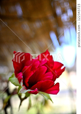 Red winter peony, Toyama Prefectural Central Botanical Garden 122343723