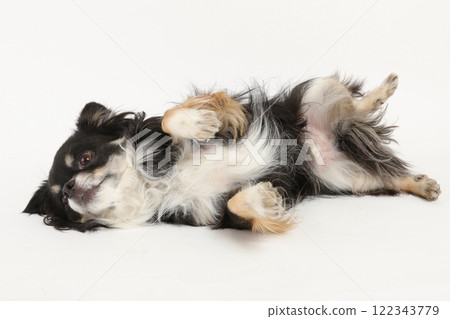 Chihuahua showing his belly, wanting to be petted 122343779