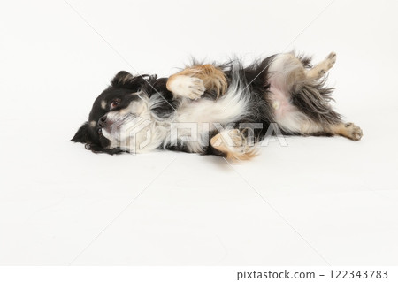 Chihuahua showing his belly, wanting to be petted 122343783