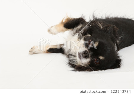 吉娃娃想要被撫摸並露出它的肚子 122343784