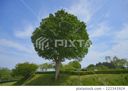 Negishi Negishi 122343924