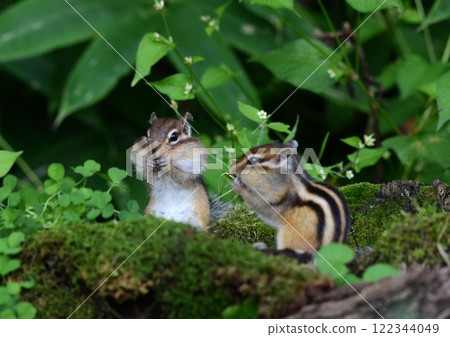 Ezoshimaris 122344049