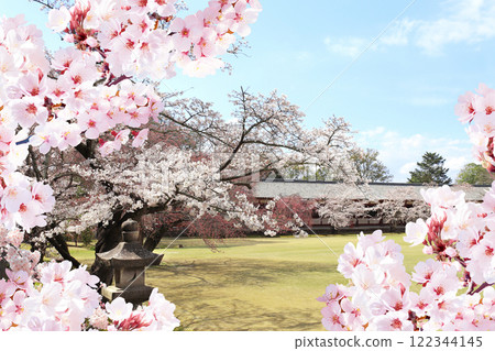 Blooming sakura trees in garden near to Todaiji Temple (Great Eastern Temple), Nara, Japan. Japanese hanami festival when people enjoy sakura blossom. Cherry blossoming season in Japan 122344145