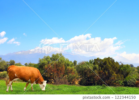 Cow grazing in a mountain meadow in mountains, Mexico. View of idyllic mountain scenery with green grass and red cow on sunny day. American mountain landscape 122344150