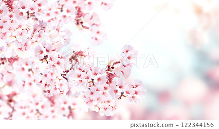 Horizontal banner with sakura flowers of pink color on sunny backdrop. Beautiful nature spring background with a branch of blooming sakura. Sakura blossoming season in Japan Horizontal banner with sakura flowers of pink color on sunny backdrop. Beautiful nature spring background with a branch of blooming sakura. Sakura blossoming season in Japan 122344156