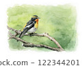 A bush warbler perched on a branch (watercolor painting) 122344201