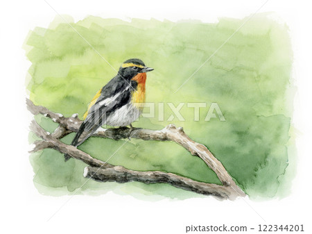 A bush warbler perched on a branch (watercolor painting) 122344201