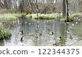 Ducks floating peacefully on a picturesque pond surrounded by reeds, grasses, and bare trees. Serene wetland habitat with reflections, vibrant wildlife, and rustic natural charm in a tranquil forest 122344375