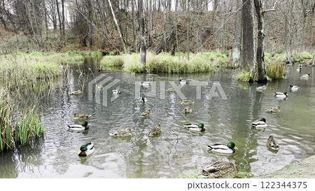 Ducks floating peacefully on a picturesque pond surrounded by reeds, grasses, and bare trees. Serene wetland habitat with reflections, vibrant wildlife, and rustic natural charm in a tranquil forest Ducks floating peacefully on a picturesque pond surrounded by reeds, grasses, and bare trees. Serene wetland habitat with reflections, vibrant wildlife, and rustic natural charm in a tranquil forest 122344375