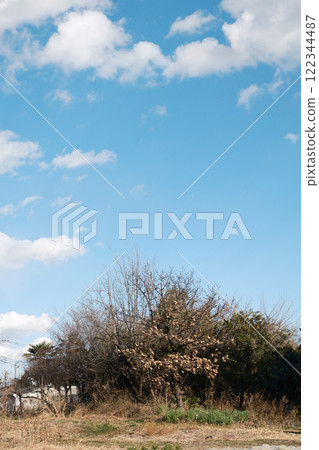 Leafless trees, blue sky, white clouds Leafless trees, blue sky, white clouds 122344487