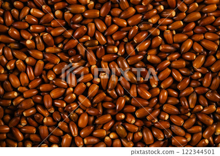 Acorn 122344501
