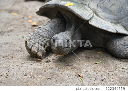 Lovely big Seychelles Tortoise in its natural habitat 122344559