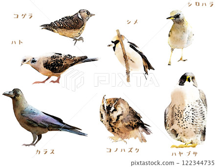 野生鳥類材料集 野生鳥類材料集 122344735