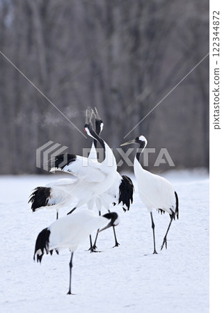 Crane crane 122344872