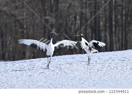 Japanese crane dance Japanese crane dance 122344911