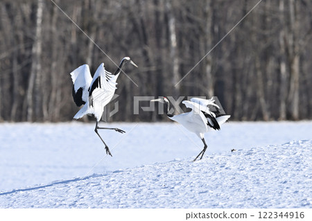 Japanese crane dance 122344916