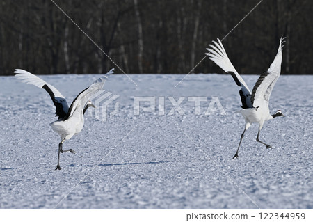 Japanese crane crane Japanese crane crane 122344959