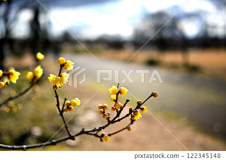 Toyama Prefectural Central Botanical Garden, a botanical garden where wintersweet flowers bloom Toyama Prefectural Central Botanical Garden, a botanical garden where wintersweet flowers bloom 122345148