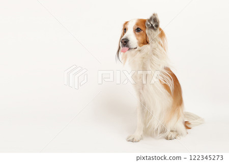 Koi Kerkhondier 手牽手的可愛造型 122345273