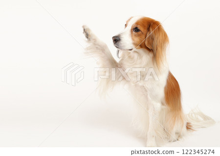 Koi Kerkhondier 手牽手的可愛造型 Koi Kerkhondier 手牽手的可愛造型 122345274