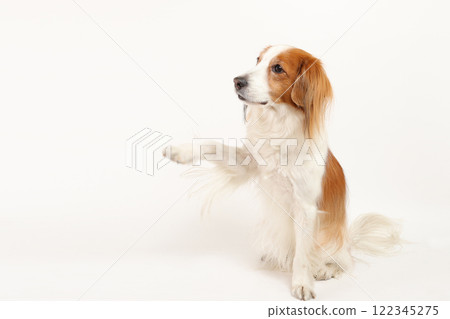 Koi Kerkhondier 手牽手的可愛造型 122345275