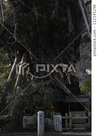 The sacred tree of Katsuragi Ichinotoshi Shrine in the Imperial Palace, Nara Prefecture 122345296