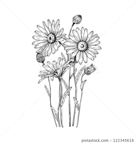 Composition with blooming wildflower daisy, chamomile blooms and buds. Vector illustration. Sketch painted by black inks. Black line on white isolated background. For clip art card logo package 122345618