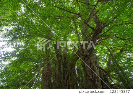 Great Ginkgo of Kitakagasawa 122345877