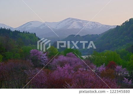 Cherry blossoms in Oisawa, Nishikawa-cho, Yamagata Prefecture, with a clear morning sky and the snow-capped Mt. Gassan in the background. Ver1 122345880