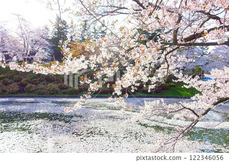 Cherry blossoms in full bloom, Hanaikada, Matsugasaki Park, Sakura, Yoshino cherry blossoms 122346056
