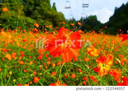 Cosmos in full bloom, Autumn cherry blossoms, Cosmosberg, Omoshiroyama Plateau 122346057