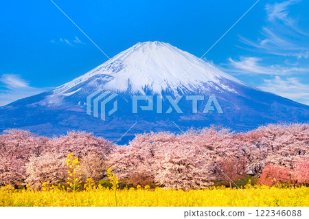 Cherry blossoms, rape blossoms, Mt. Fuji 122346088