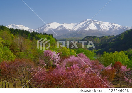 山形縣西川町大澤的櫻花Ver.2，背景是晴朗的藍天和白雪覆蓋的月山。 122346098