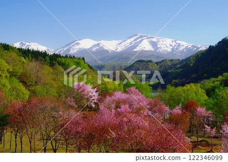 山形縣西川町大澤的櫻花,以晴朗的天空和白雪皚皚的月山為背景 Ver1 山形縣西川町大澤的櫻花,以晴朗的天空和白雪皚皚的月山為背景 Ver1 122346099