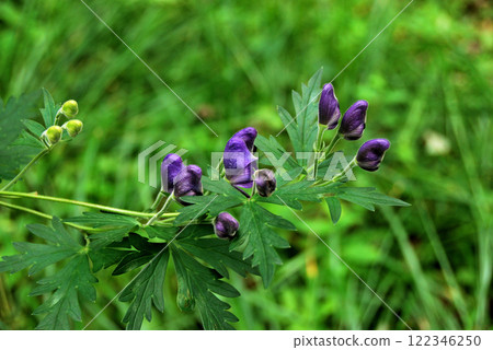 Aconite (bird helmet, grass bird head) Aconite (bird helmet, grass bird head) 122346250