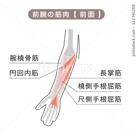 前臂骨骼和主要肌肉的簡單圖解 前臂骨骼和主要肌肉的簡單圖解 122346268
