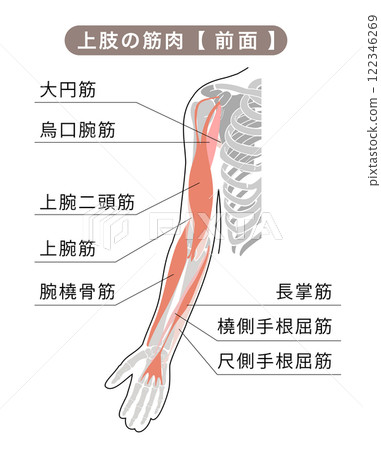 Simple illustration of the forearm skeleton and major muscles 122346269