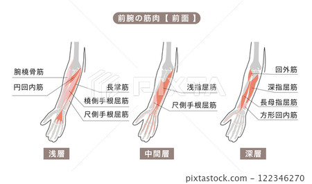 前臂骨骼和主要肌肉的簡單圖解 122346270