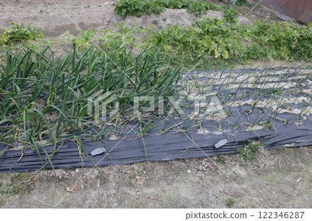 Home garden: Very early and late varieties of onions 122346287