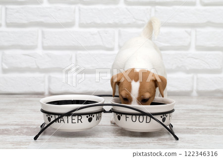 Dog. Jack Russell Terrier puppy isolated on white background Dog. Jack Russell Terrier puppy isolated on white background 122346316