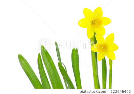 Yellow narcissus on a white background 122346402
