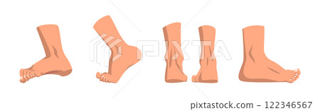 Human Feet as Body Part with Ankle Vector Set 122346567