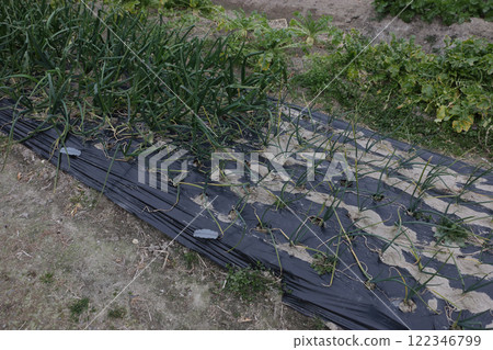 Home garden: Very early and late varieties of onions 122346799