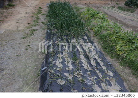 Home garden: Very early and late varieties of onions 122346800